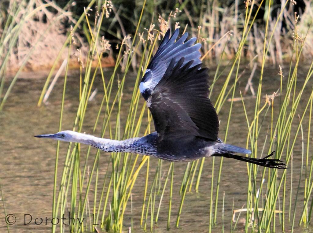 White-necked Heron (Ardea pacifica), Glen Helen, NT