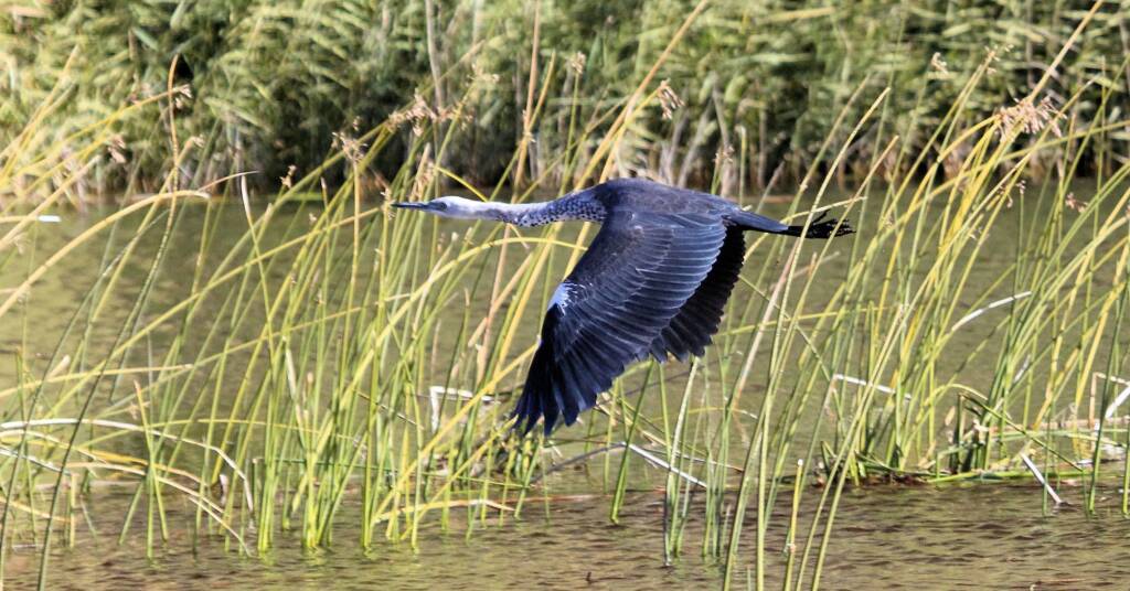 White-necked Heron (Ardea pacifica), Glen Helen, NT