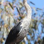 White-necked Heron (Ardea pacifica), Glen Helen, NT