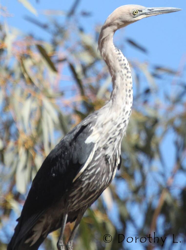 White-necked Heron (Ardea pacifica), Glen Helen, NT