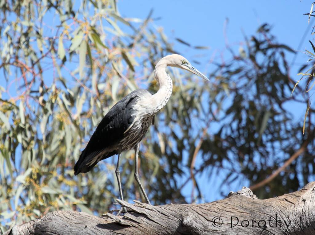 White-necked Heron (Ardea pacifica), Glen Helen, NT