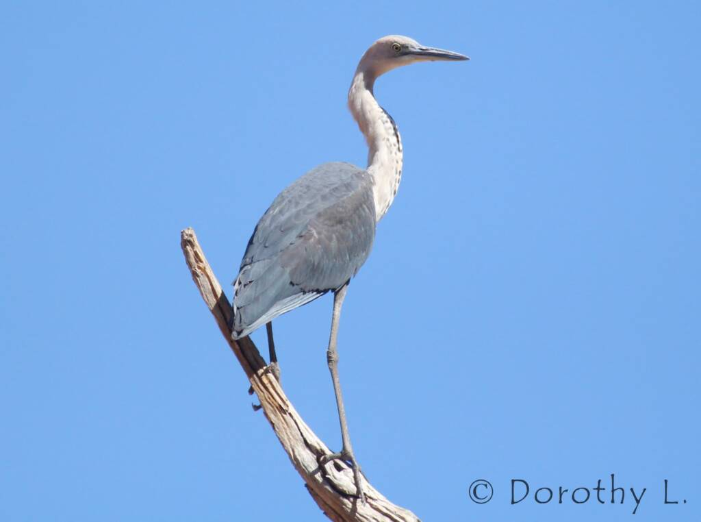 White-necked Heron (Ardea pacifica), Glen Helen, NT