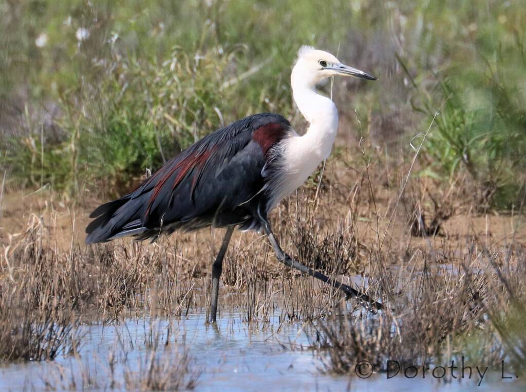 White-necked Heron (Ardea pacifica)