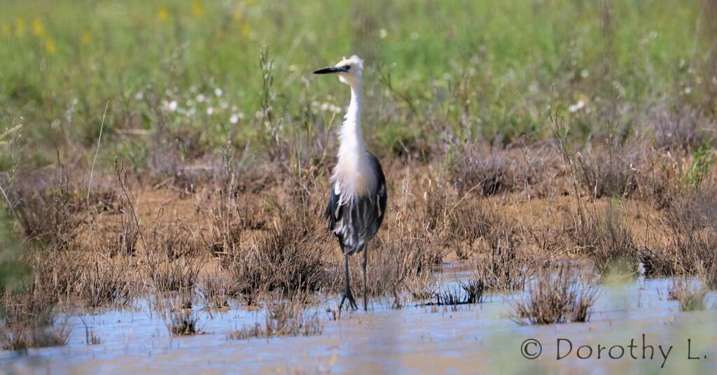 White-necked Heron (Ardea pacifica)