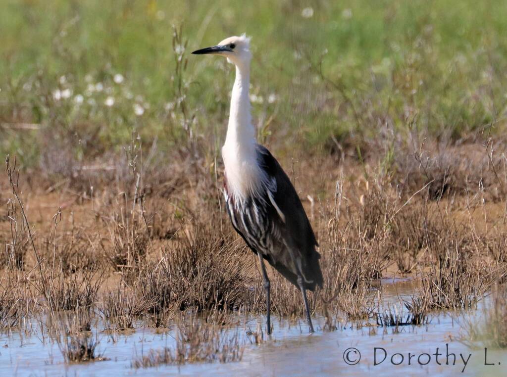 White-necked Heron (Ardea pacifica)