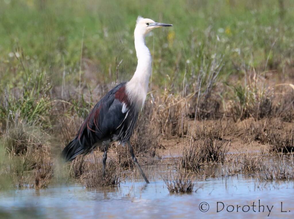 White-necked Heron (Ardea pacifica)