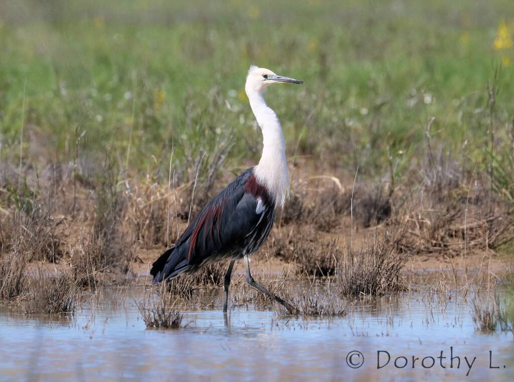 White-necked Heron (Ardea pacifica)