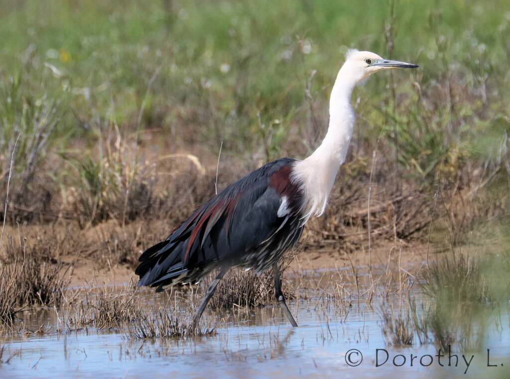 White-necked Heron (Ardea pacifica)