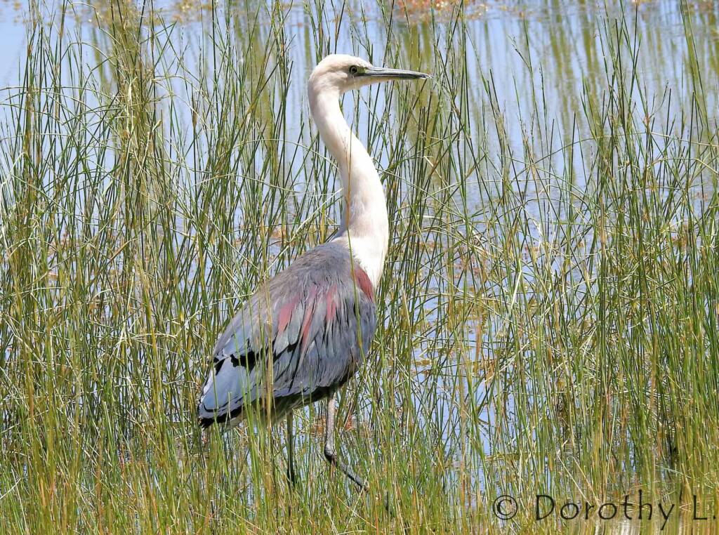 White-necked Heron (Ardea pacifica)