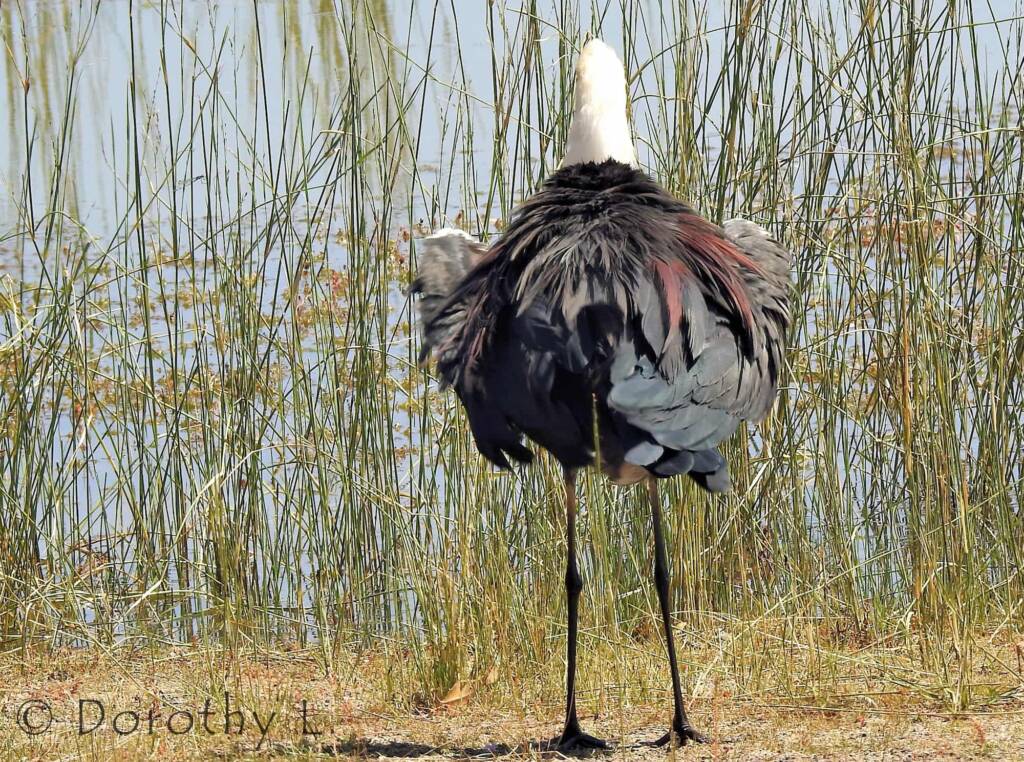 White-necked Heron (Ardea pacifica)