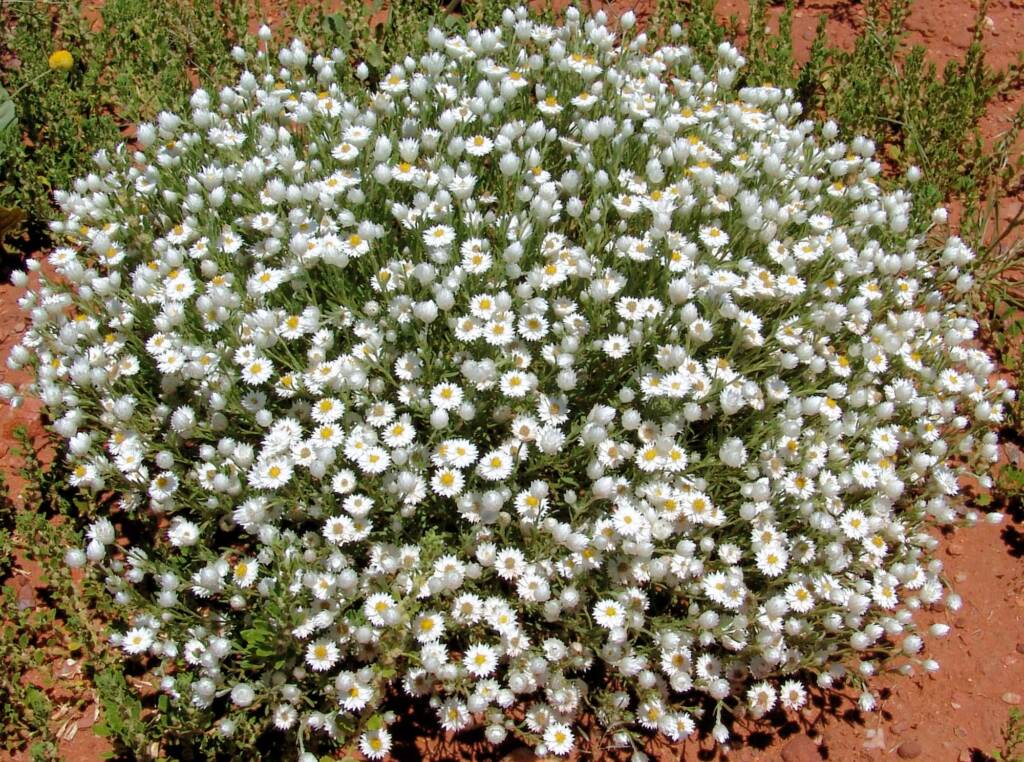 White Paper Daisy (Rhodanthe floribunda), Owen Springs Reserve, NT