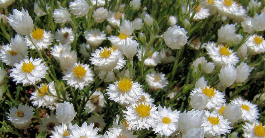 White Paper Daisy (Rhodanthe floribunda), Owen Springs Reserve, NT