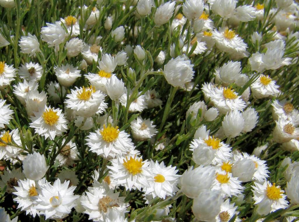White Paper Daisy (Rhodanthe floribunda), Owen Springs Reserve, NT