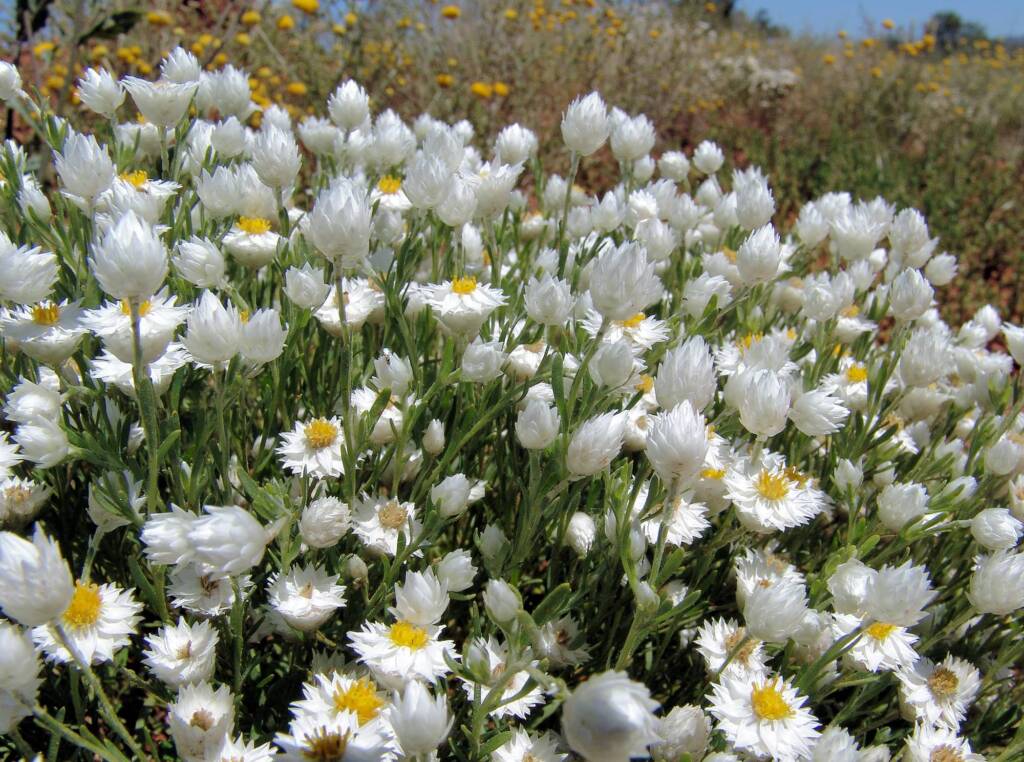 White Paper Daisy (Rhodanthe floribunda), Owen Springs Reserve, NT