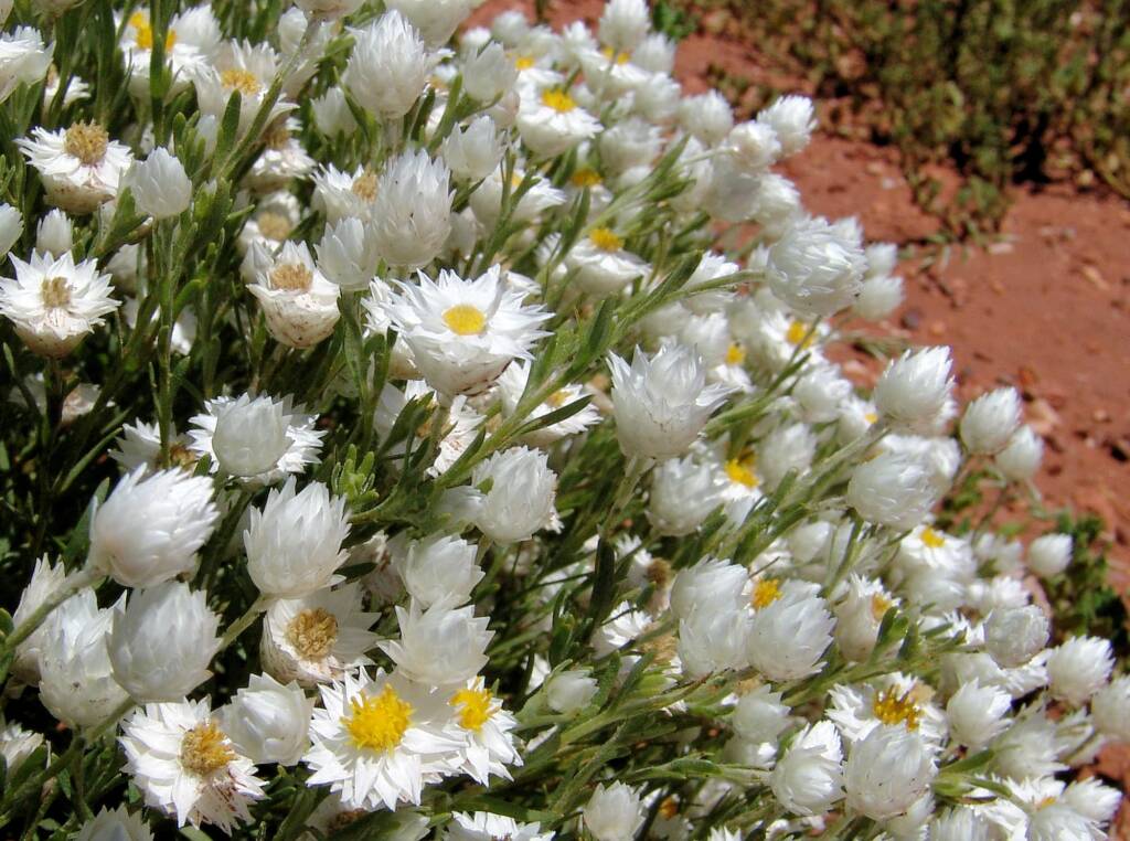 White Paper Daisy (Rhodanthe floribunda), Owen Springs Reserve, NT