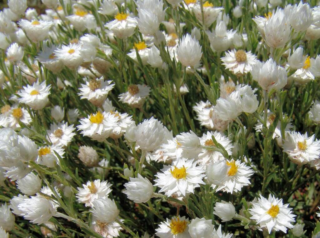 White Paper Daisy (Rhodanthe floribunda), Owen Springs Reserve, NT