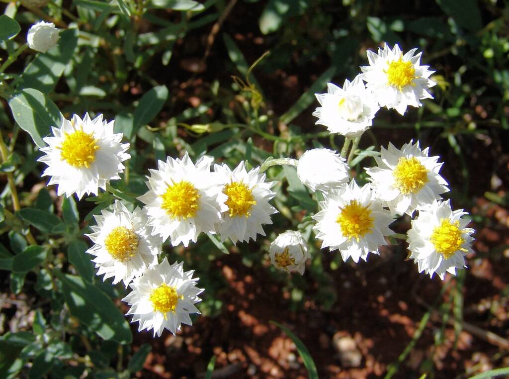 White Paper Daisy (Rhodanthe floribunda), Tanami Road (north of Alice Springs), NT