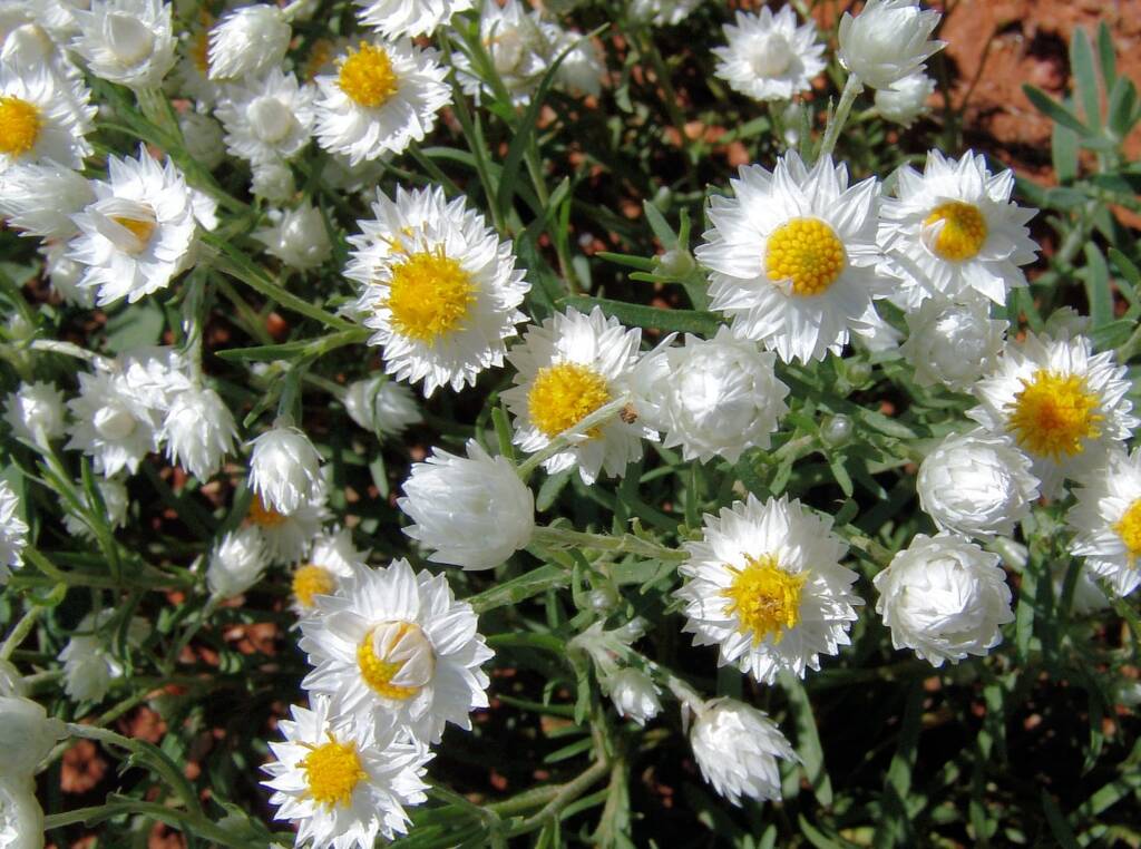 White Paper Daisy (Rhodanthe floribunda), Tanami Road (north of Alice Springs), NT