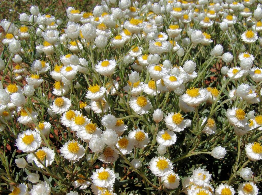 White Paper Daisy (Rhodanthe floribunda), Tanami Road (north of Alice Springs), NT