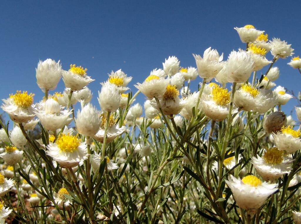 White Paper Daisy (Rhodanthe floribunda), Tanami Road (north of Alice Springs), NT