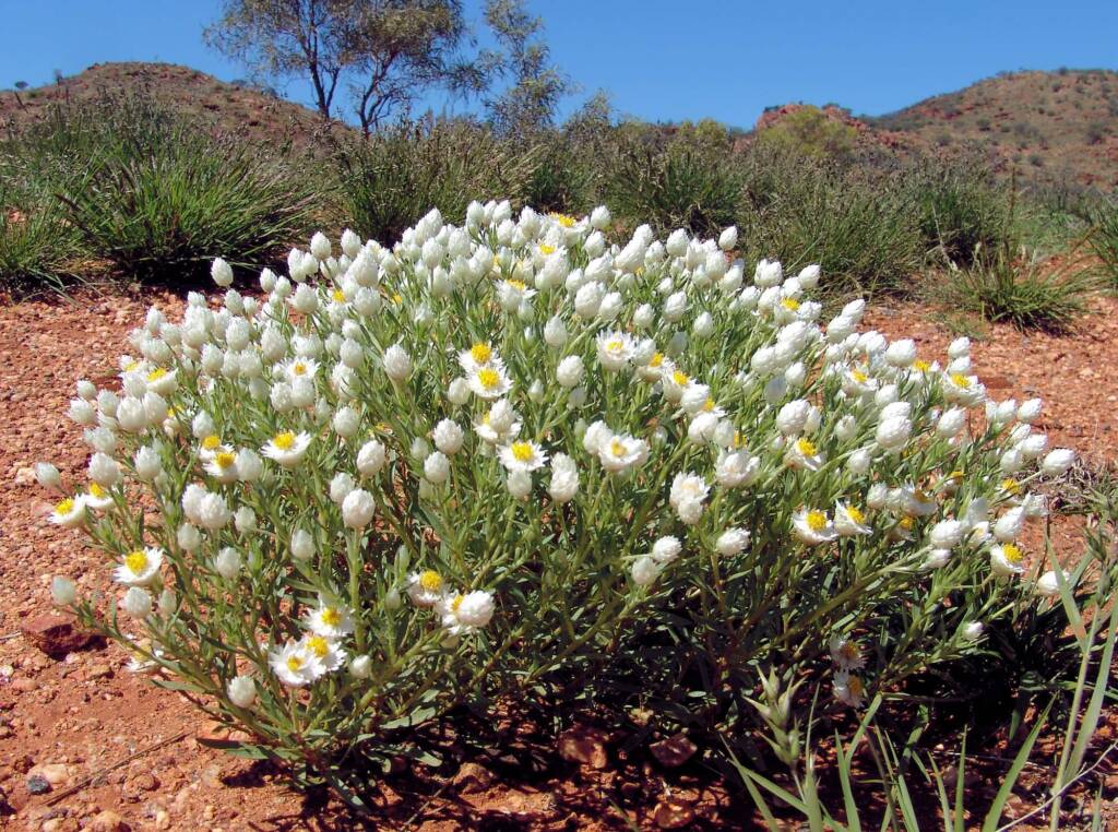 White Paper Daisy (Rhodanthe floribunda), Tanami Road (north of Alice Springs), NT