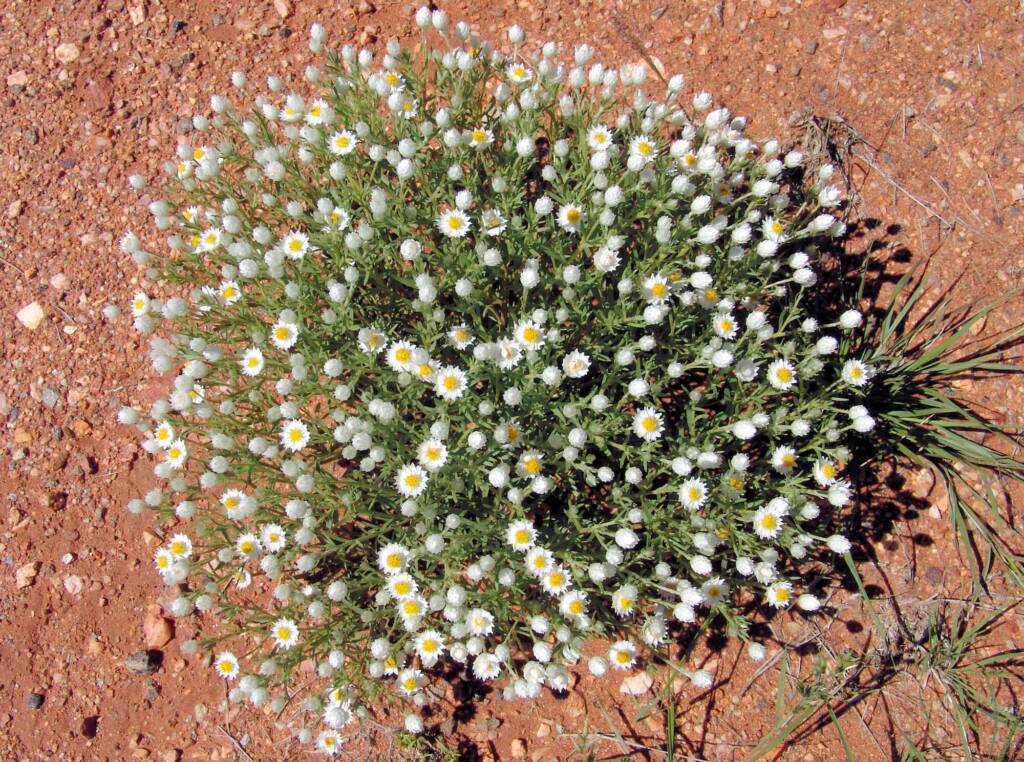 White Paper Daisy (Rhodanthe floribunda), Tanami Road (north of Alice Springs), NT