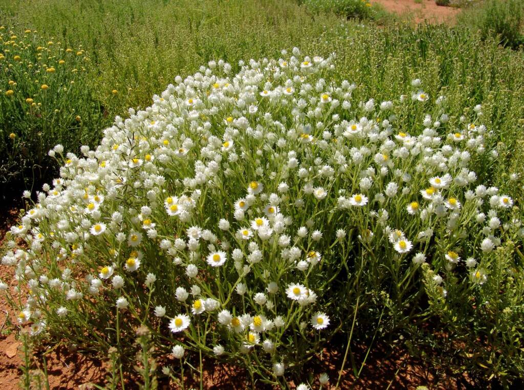 White Paper Daisy (Rhodanthe floribunda), Tanami Road (north of Alice Springs), NT