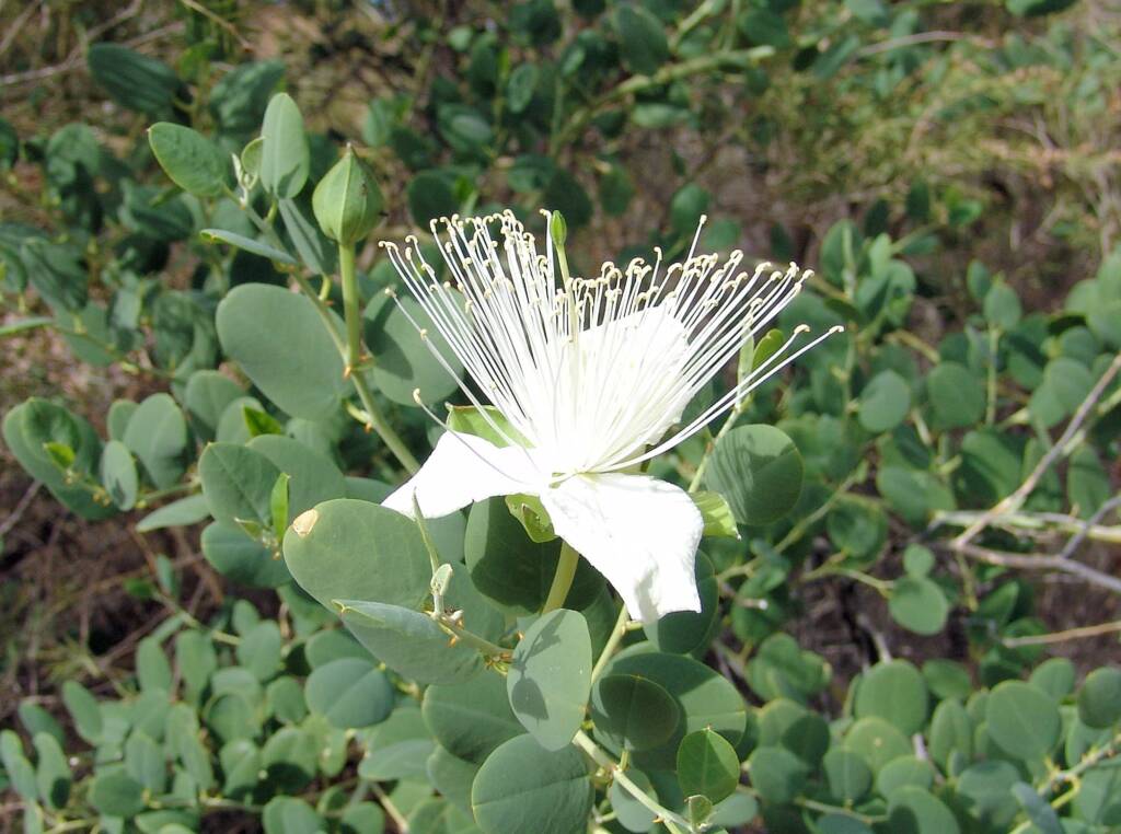 Wild Passionfruit (Capparis spinosa var. nummularia), Owen Springs Reserve, NT