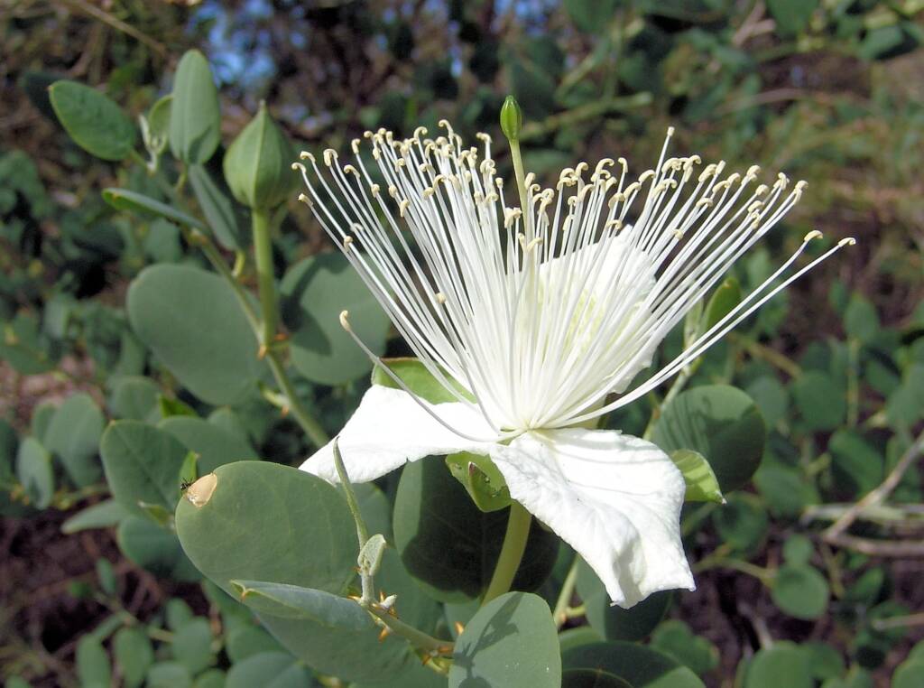 Wild Passionfruit (Capparis spinosa var. nummularia), Owen Springs Reserve, NT