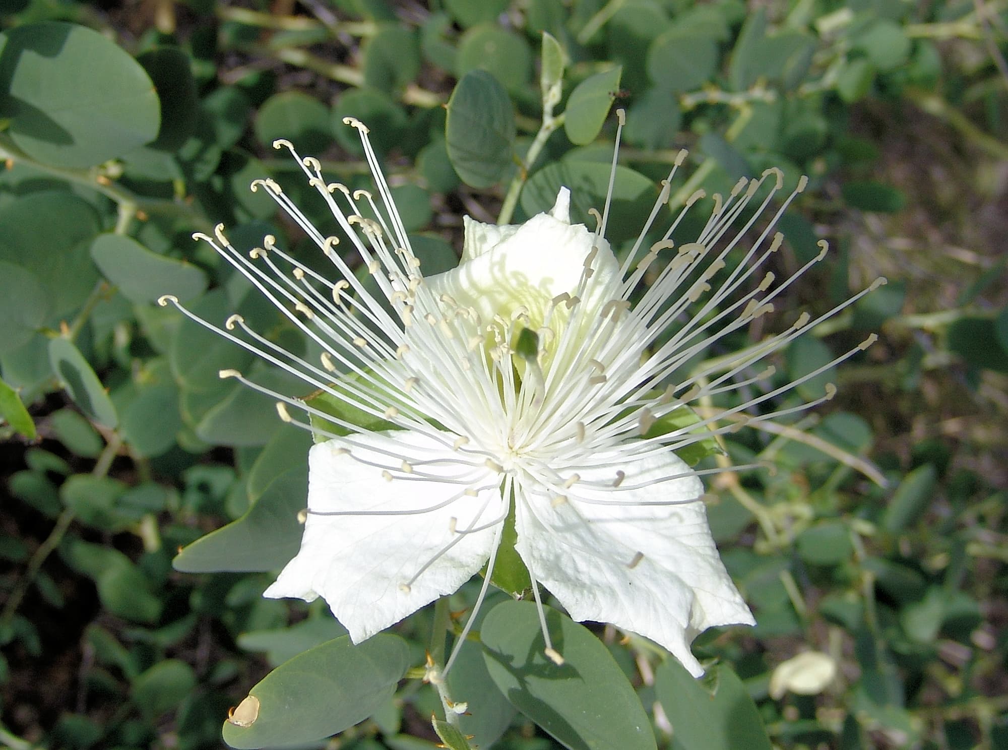 Wild Passionfruit (Capparis spinosa var. nummularia), Owen Springs Reserve, NT