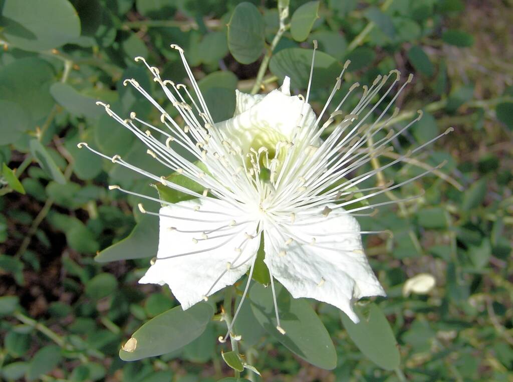 Wild Passionfruit (Capparis spinosa var. nummularia), Owen Springs Reserve, NT