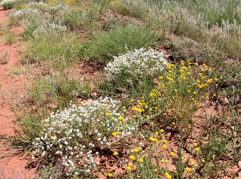 White Paper Daisy with Yellow Billy Buttons, Owen Springs Reserve, NT