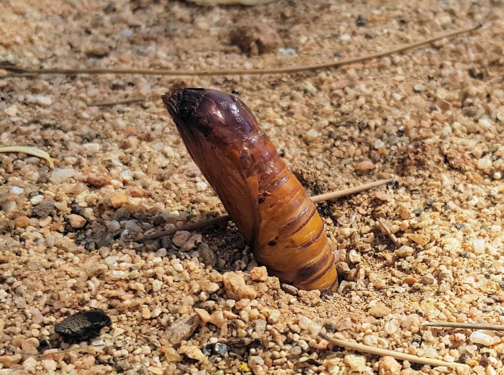 Witchetty Grub (Endoxyla leucomochla) emerging from the ground, Alice Springs