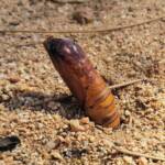 Witchetty Grub (Endoxyla leucomochla) emerging from the ground, Alice Springs