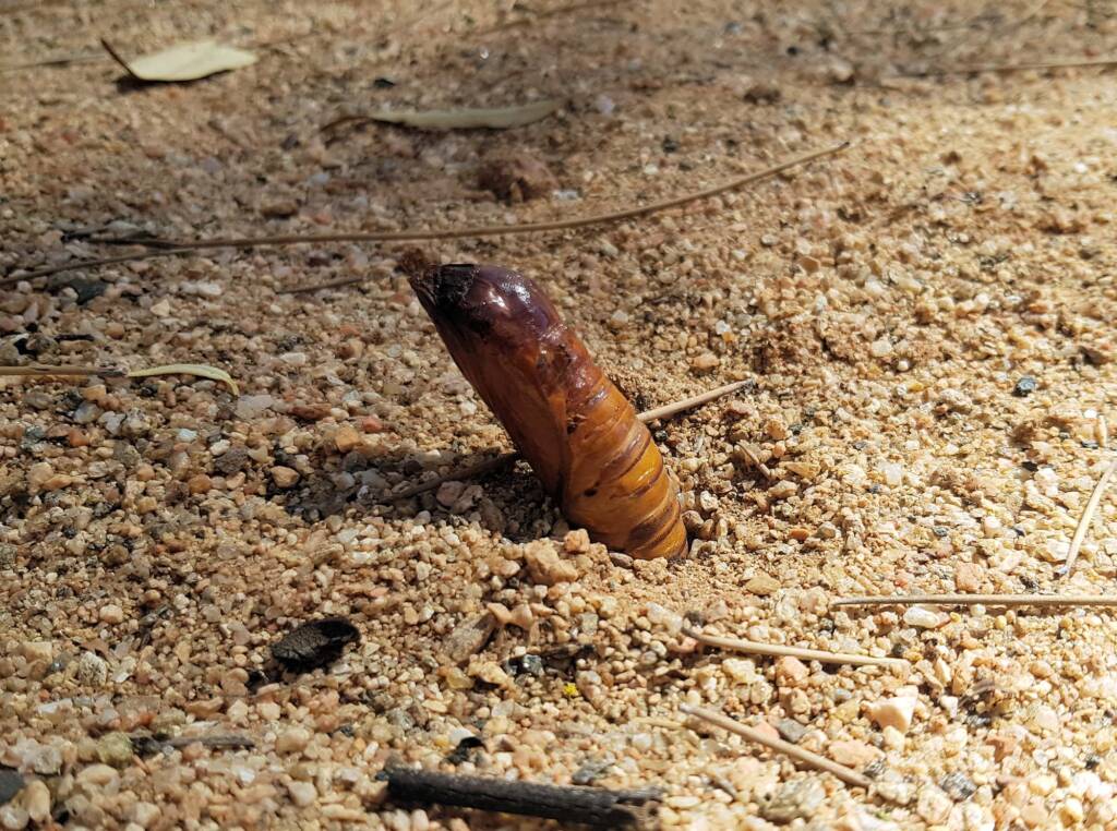 Witchetty Grub (Endoxyla leucomochla) emerging from the ground, Alice Springs