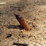 Witchetty Grub (Endoxyla leucomochla) emerging from the ground, Alice Springs