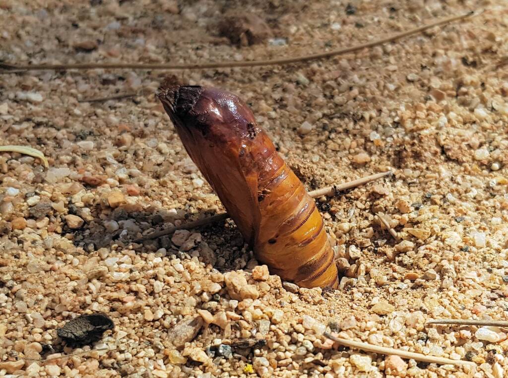 Witchetty Grub (Endoxyla leucomochla) emerging from the ground, Alice Springs