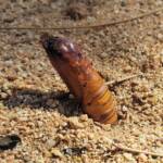 Witchetty Grub (Endoxyla leucomochla) emerging from the ground, Alice Springs