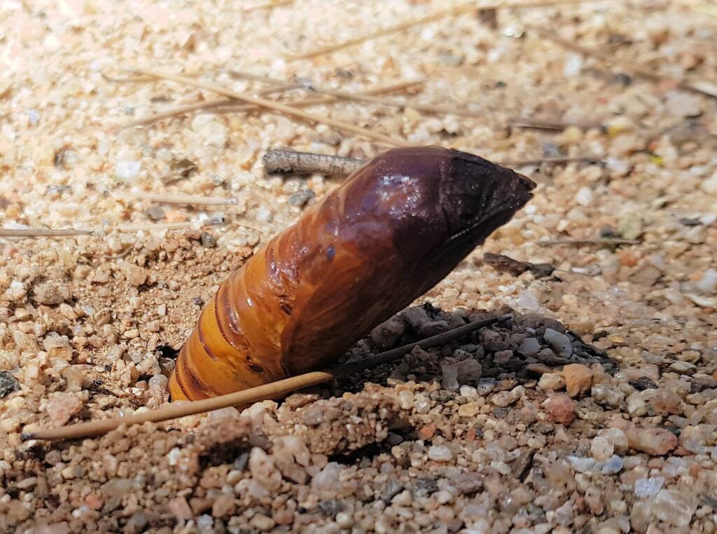 Witchetty Grub (Endoxyla leucomochla) emerging from the ground, Alice Springs