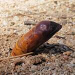 Witchetty Grub (Endoxyla leucomochla) emerging from the ground, Alice Springs