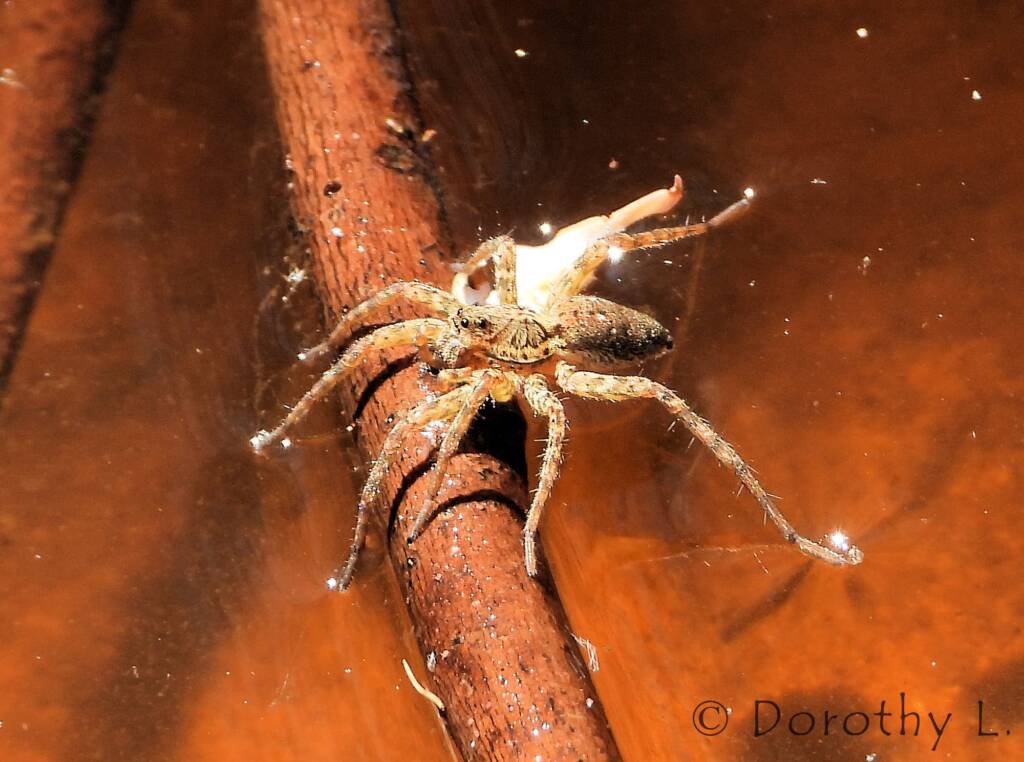 Wolf Spider (Venatrix arenaris), Simpsons Gap, NT