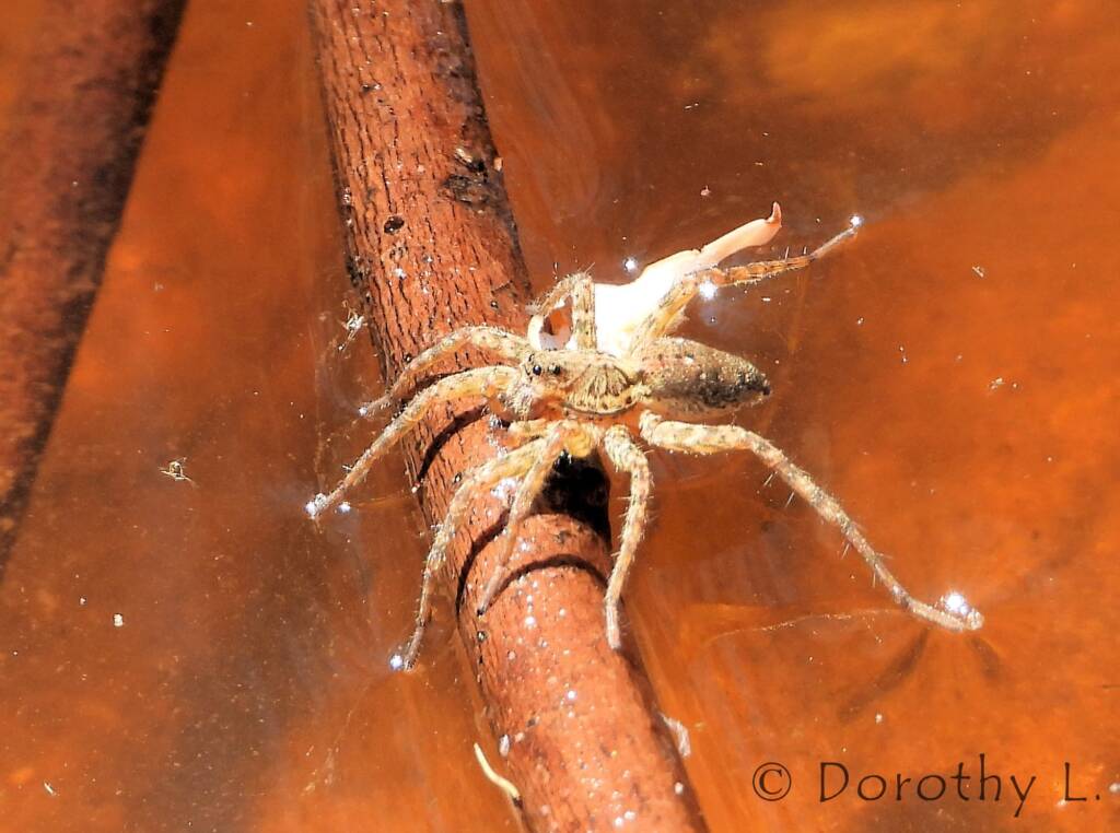 Wolf Spider (Venatrix arenaris), Simpsons Gap, NT