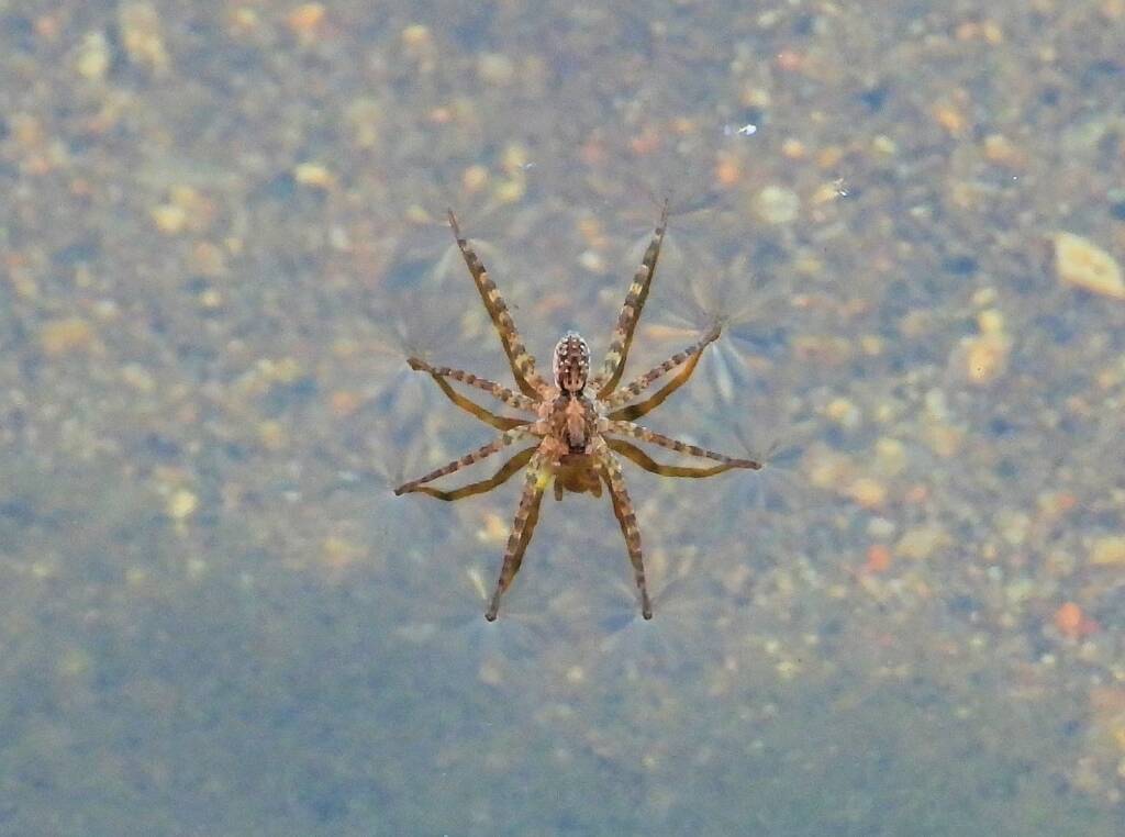 Wolf Spider (Venatrix arenaris), Simpsons Gap, NT