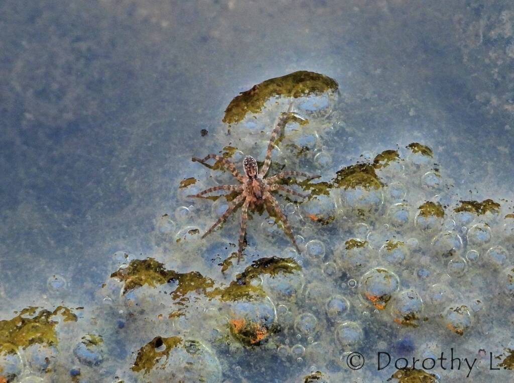 Wolf Spider (Venatrix arenaris), Simpsons Gap, NT