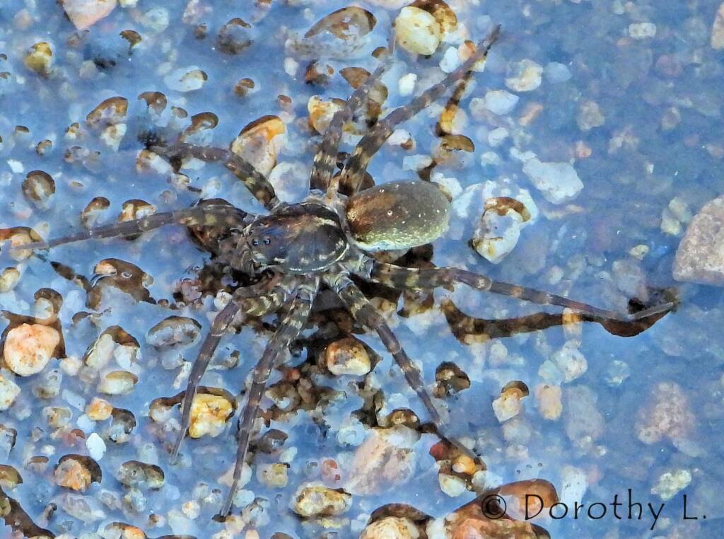 Wolf Spider (Venatrix arenaris), Simpsons Gap, NT