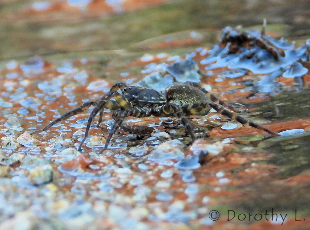 Wolf Spider (Venatrix arenaris), Simpsons Gap, NT