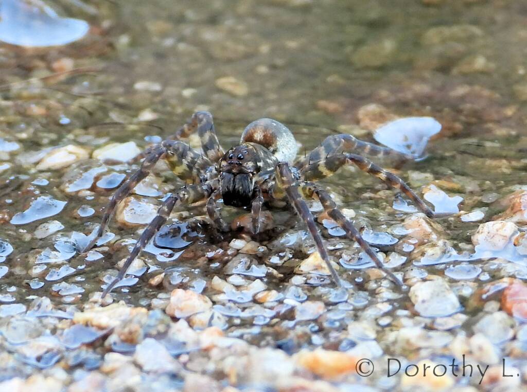 Wolf Spider (Venatrix arenaris), Simpsons Gap, NT