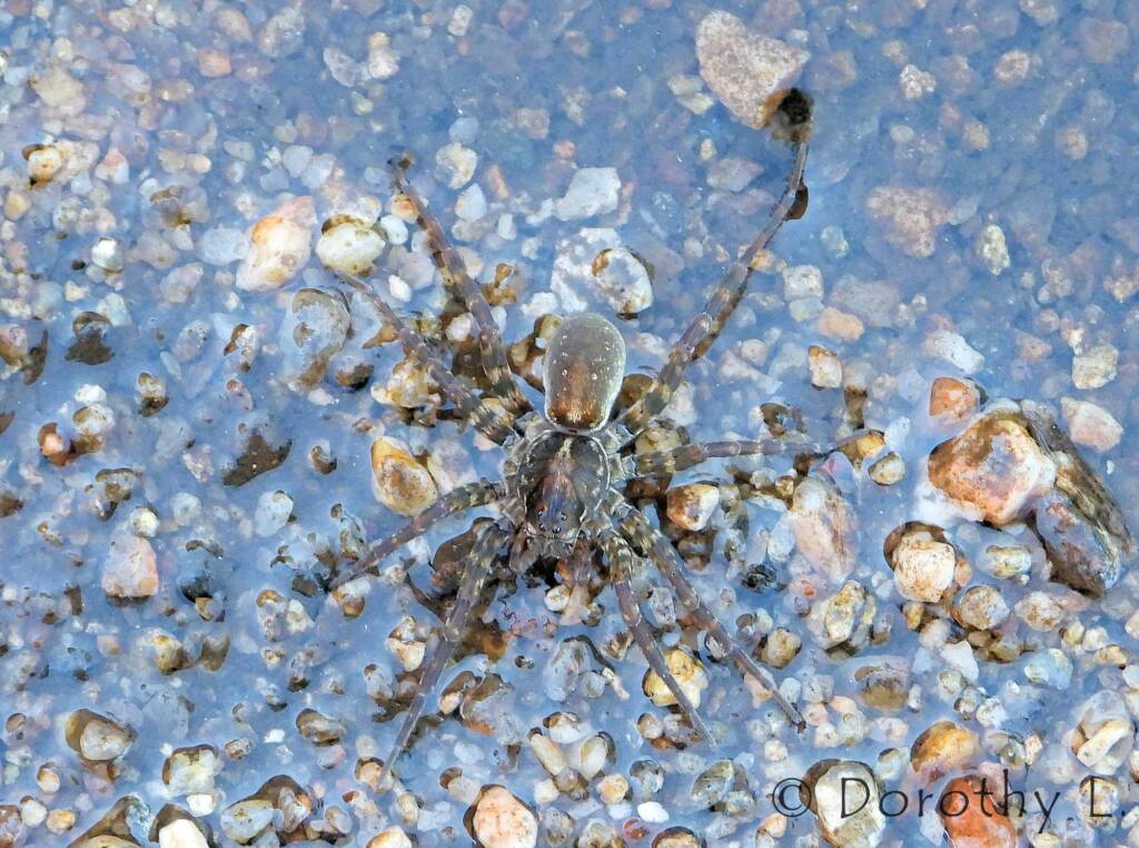 Wolf Spider (Venatrix arenaris), Simpsons Gap, NT