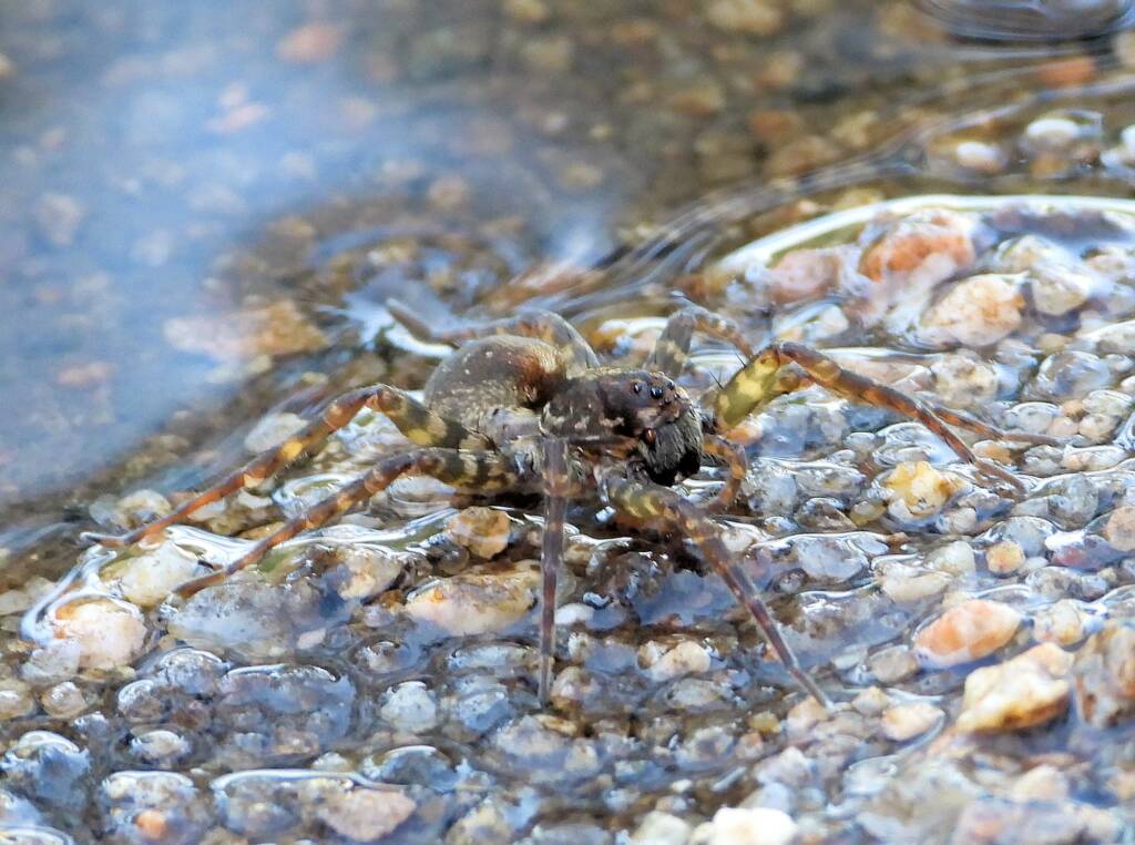 Wolf Spider (Venatrix arenaris), Simpsons Gap, NT
