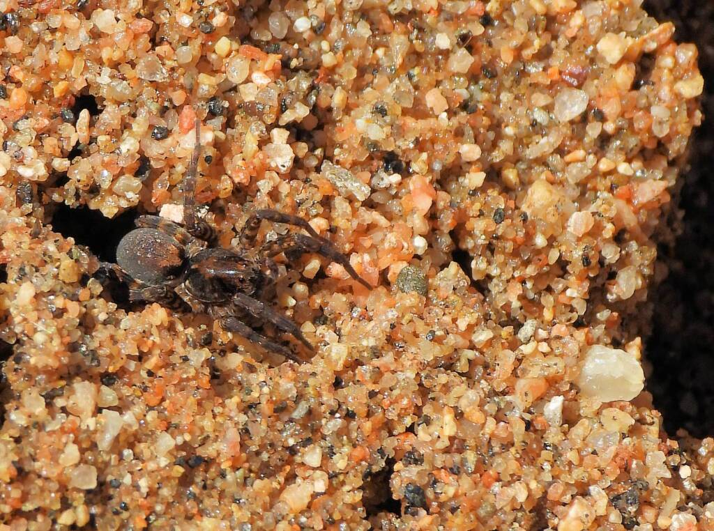 Wolf Spider (Venatrix arenaris), Simpsons Gap, NT